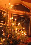 tree.jpg image by vottenbreit
